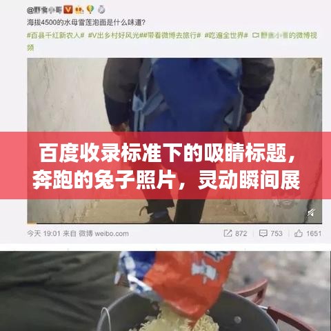 百度收錄標(biāo)準(zhǔn)下的吸睛標(biāo)題，奔跑的兔子照片，靈動(dòng)瞬間展現(xiàn)活力魅力！