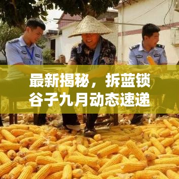 最新揭秘，拆藍(lán)鎖谷子九月動(dòng)態(tài)速遞