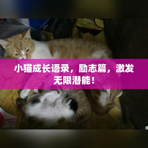 小貓成長語錄，勵志篇，激發(fā)無限潛能！