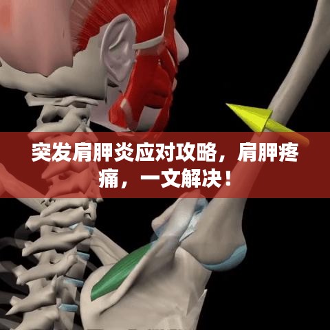 突發(fā)肩胛炎應(yīng)對(duì)攻略，肩胛疼痛，一文解決！