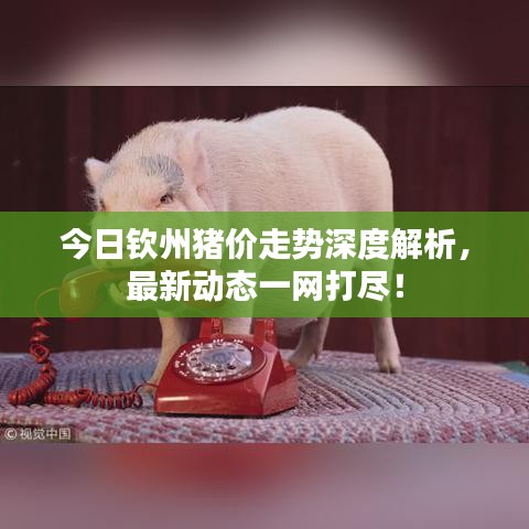 今日欽州豬價走勢深度解析，最新動態(tài)一網(wǎng)打盡！