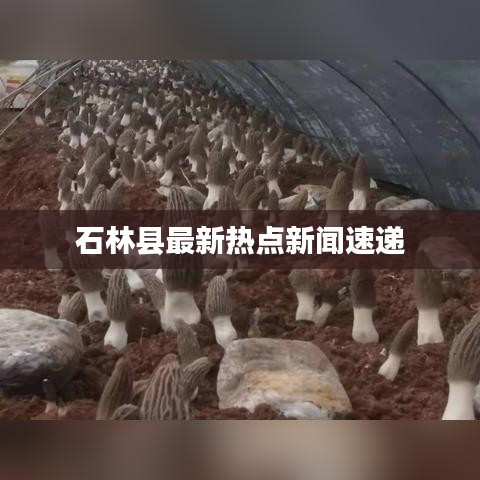 石林縣最新熱點(diǎn)新聞速遞