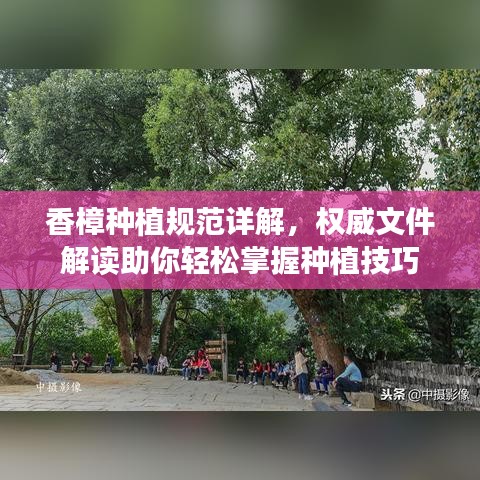 香樟種植規(guī)范詳解，權(quán)威文件解讀助你輕松掌握種植技巧
