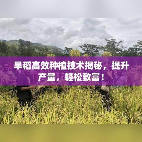 旱稻高效種植技術(shù)揭秘，提升產(chǎn)量，輕松致富！