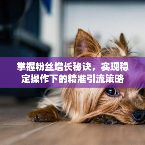 掌握粉絲增長秘訣，實現(xiàn)穩(wěn)定操作下的精準引流策略