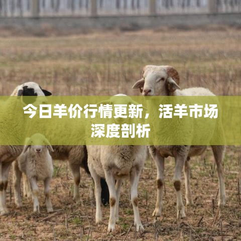 今日羊價(jià)行情更新，活羊市場(chǎng)深度剖析