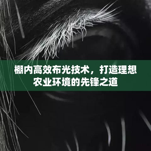 采椽不斫 第2頁