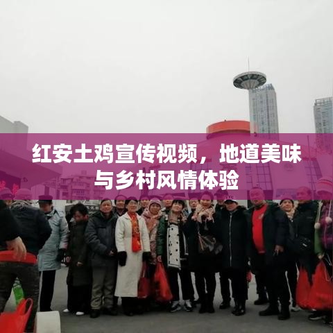 紅安土雞宣傳視頻，地道美味與鄉(xiāng)村風(fēng)情體驗(yàn)
