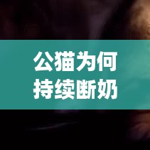 公貓為何持續(xù)斷奶？原因、后果及解決方法大解析！