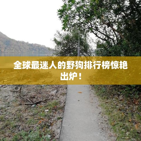 全球最迷人的野狗排行榜驚艷出爐！