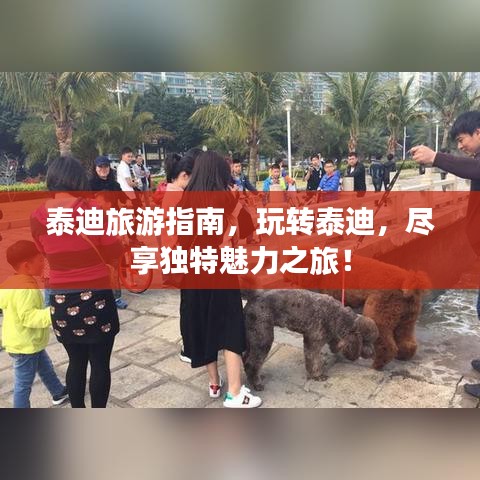 泰迪旅游指南，玩轉(zhuǎn)泰迪，盡享獨(dú)特魅力之旅！