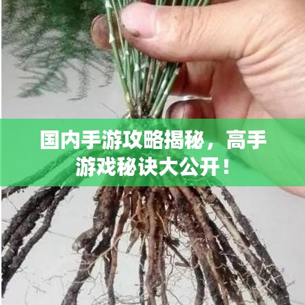國內(nèi)手游攻略揭秘，高手游戲秘訣大公開！