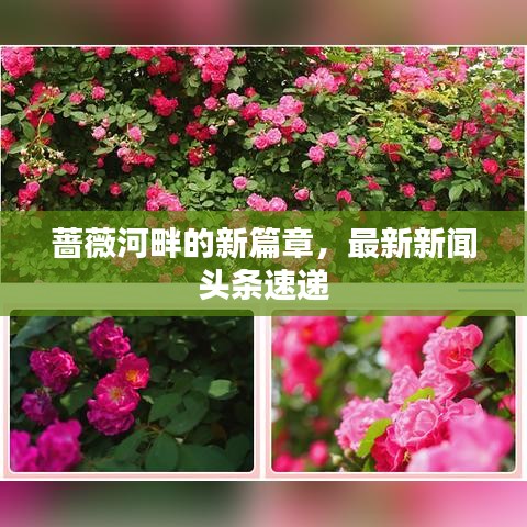 薔薇河畔的新篇章，最新新聞?lì)^條速遞