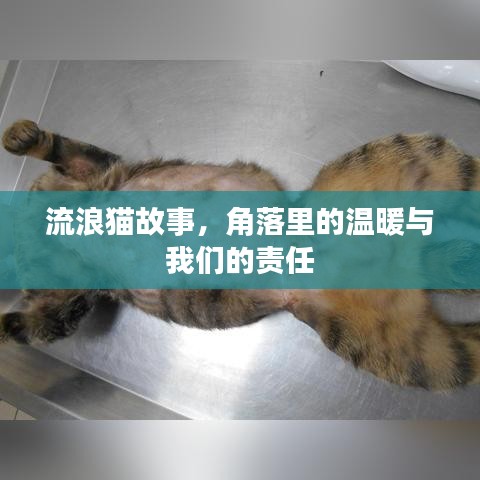 流浪貓故事，角落里的溫暖與我們的責(zé)任