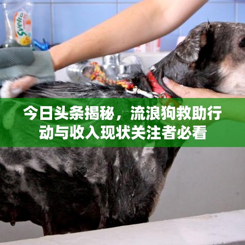 今日頭條揭秘，流浪狗救助行動(dòng)與收入現(xiàn)狀關(guān)注者必看