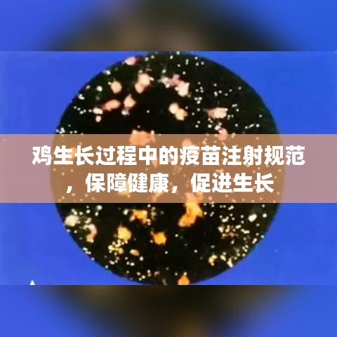 雞生長(zhǎng)過(guò)程中的疫苗注射規(guī)范，保障健康，促進(jìn)生長(zhǎng)