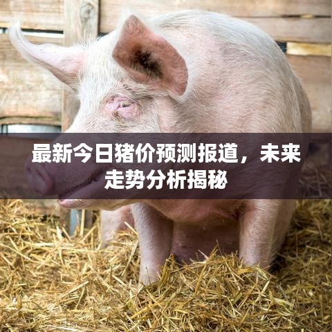 最新今日豬價(jià)預(yù)測報(bào)道，未來走勢分析揭秘