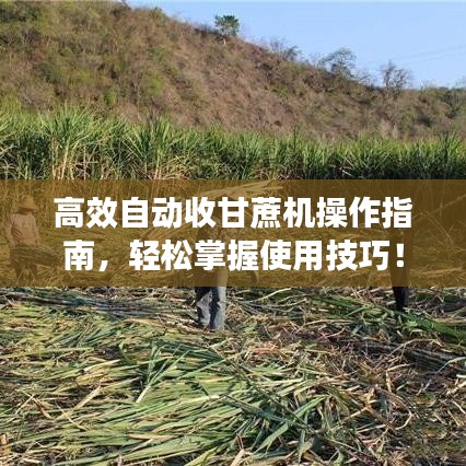 高效自動(dòng)收甘蔗機(jī)操作指南，輕松掌握使用技巧！
