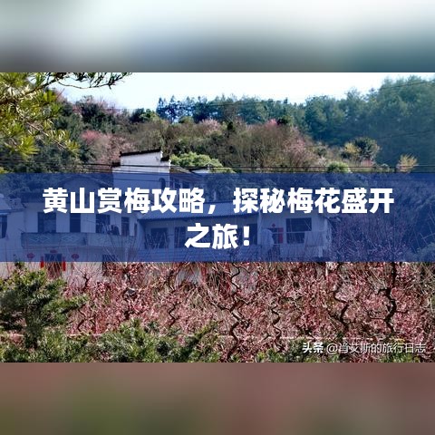 黃山賞梅攻略，探秘梅花盛開(kāi)之旅！