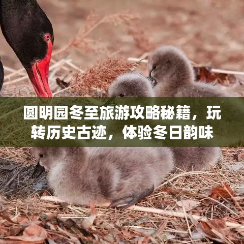 圓明園冬至旅游攻略秘籍，玩轉(zhuǎn)歷史古跡，體驗冬日韻味